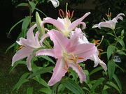 Ԃ񂳂⦍{_Ԓ뉀̓eʐ^2