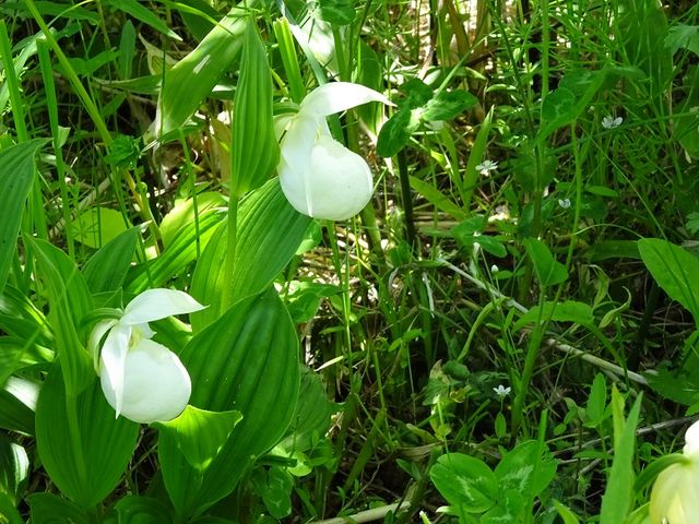 ���u���A�c�����\�E_���u���A�c�����\�E�Q���n