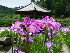 カメチャンさんの永沢寺花しょうぶ園の投稿写真1