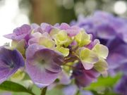 coco̍H隬̃AWTC̓eʐ^2