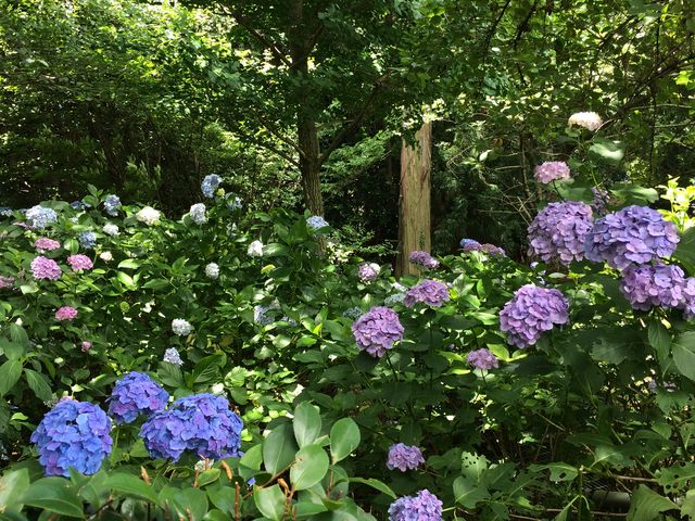 ���������̖���_���t�̗�����