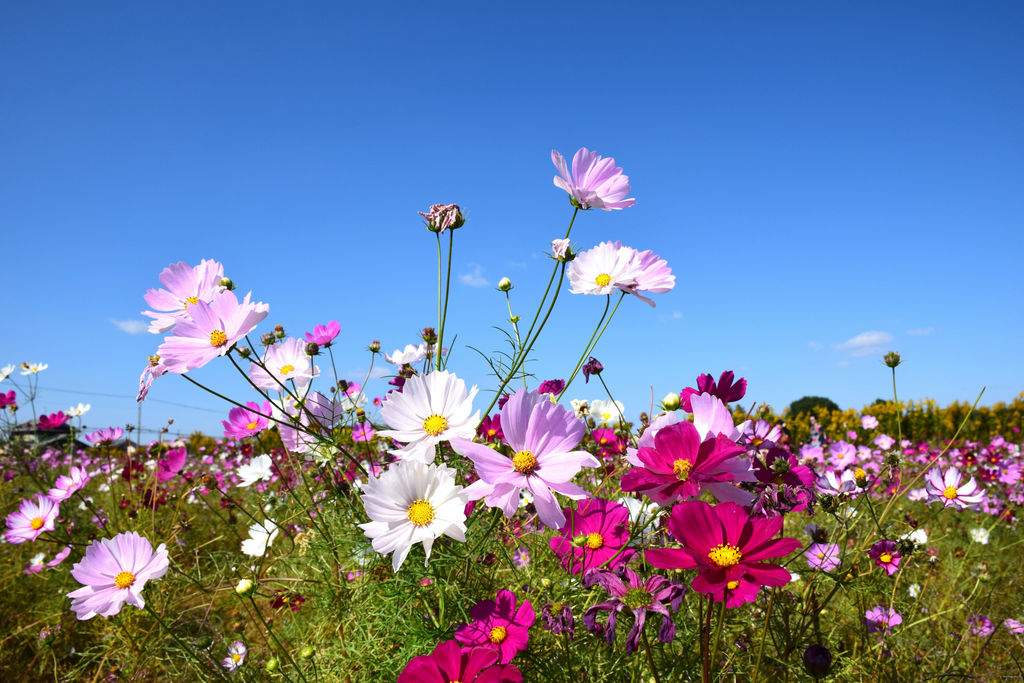 全国 おすすめ花畑35選 キレイすぎる一面の花々に癒されたい 3 じゃらんnet