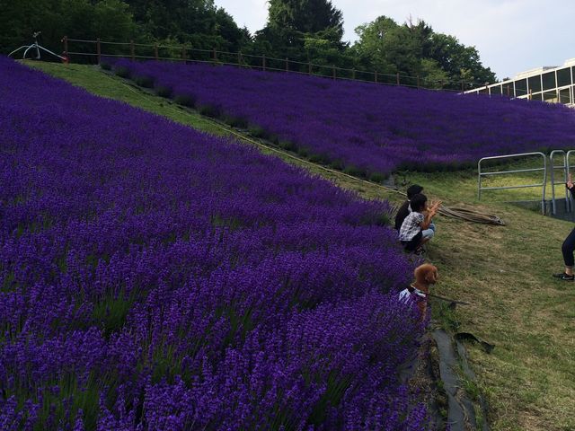 ���x���_�[��_��q�R�W�����v���Z��