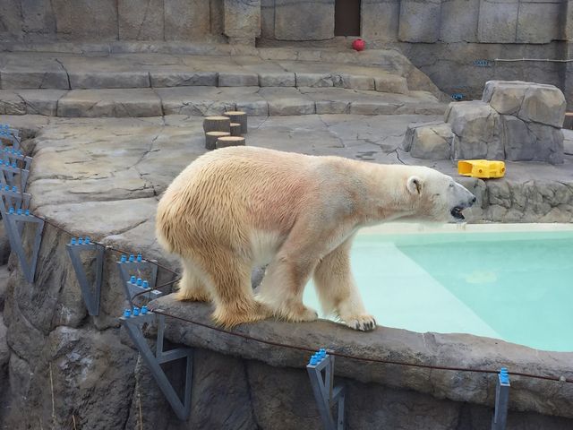 �F����̔��͐��������ł��I_�~�R������