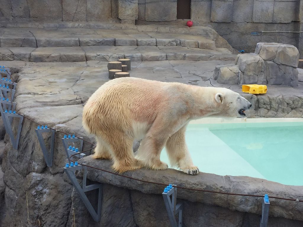 円山動物園