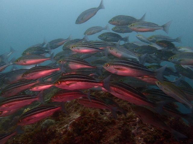 ���e�Q�b�g�I_�A�C�_�C�u