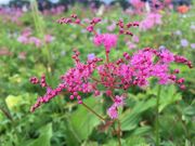 ǂ݂̔nܗRÃVcP\E̓eʐ^1