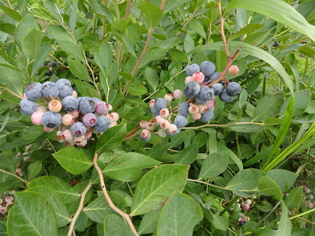 ����̓u���[�x���[���ł�_���e�ό��Ԃǂ���