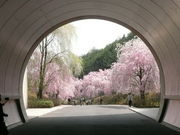 񂳂MIHO MUSEUM̓eʐ^2