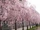 セインさんの日中線しだれ桜並木への投稿写真3