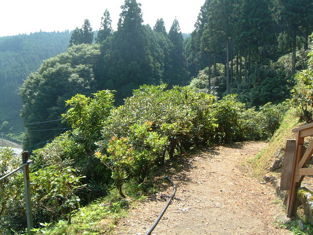 �V���N�i�Q_��ÃV���N�i�Q��