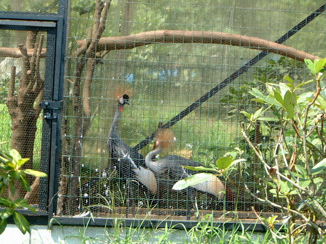 ��_��ÃV���N�i�Q��