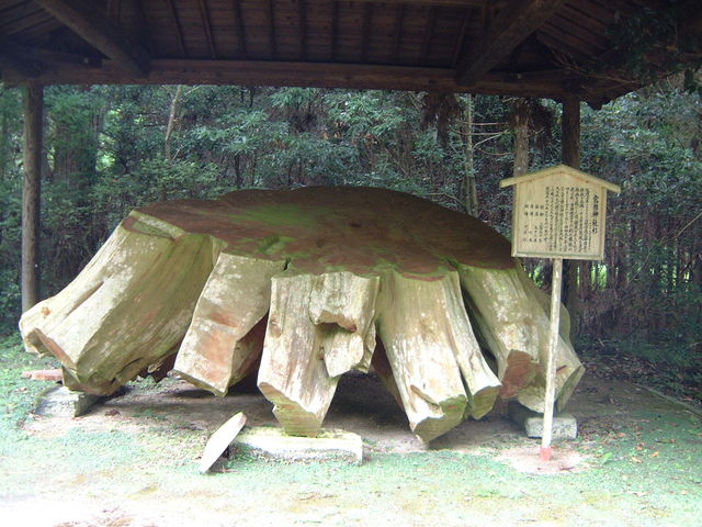 Ԃ񂳂̒Í]i{j_Ђ̓eʐ^3