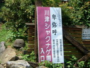 �Ԃ���񂳂�̐�ÃV���N�i�Q���̓��e�ʐ^1