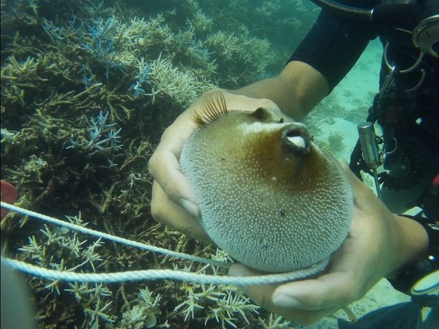 �v�N�v�N_���S�Ґ��_�C�r���O�X�N�[�����܂�