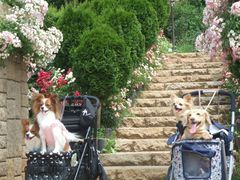 ݂䂸̎Rt[Z^[EnCW̑ւ̓eʐ^1