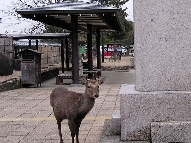 �y�{���V���z�U�����̃I�g�i�V�C��_�{���A�\�����A�ߍ������A�����_������