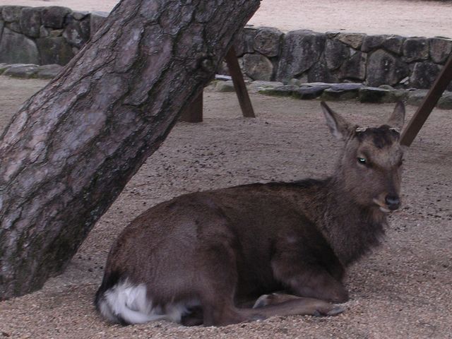 �y�{���V���z�����Q���̃I�g�i�V�C��_�{���A�\�����A�ߍ������A�����_������