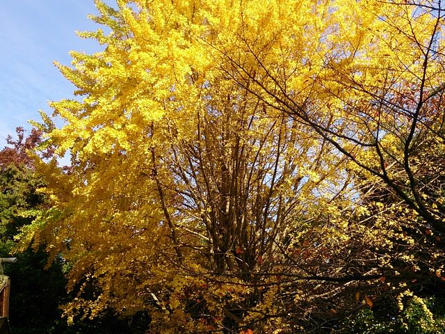 p̗p̋䗅{_̍gt̓eʐ^1