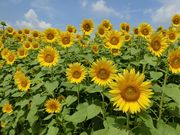 AKN510̏і͂ɂ̗̓eʐ^1