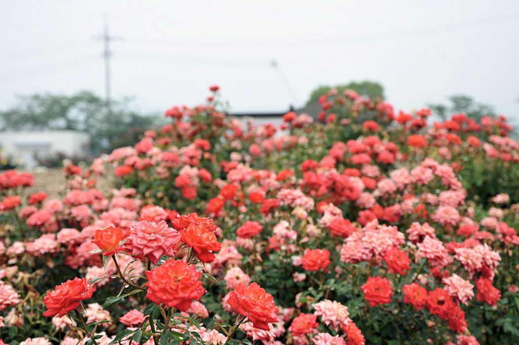 よしうみバラ公園 アクセス 営業時間 料金情報 じゃらんnet