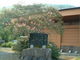 花ちゃんさんの大円寺の投稿写真2