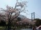 エコさんのめかり公園の桜への投稿写真3