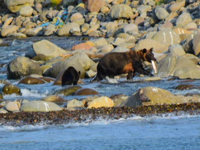 ꂳ}XGETII
Ă_SWό@JCbJN[U[mEgN[Y