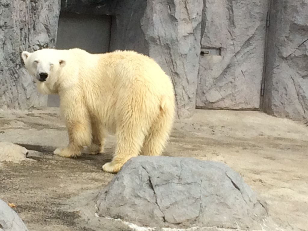 旭川市旭山動物園