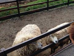 cJ擙X͂̏Zl̖Oكg[hւ̓eʐ^1