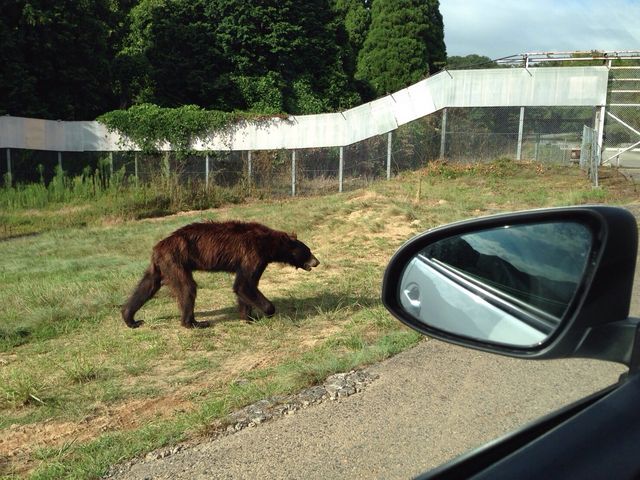 �N�}���Ԃ̑O��ʂ�߂��܂����B_�H�g�䎩�R���������T�t�@�������h