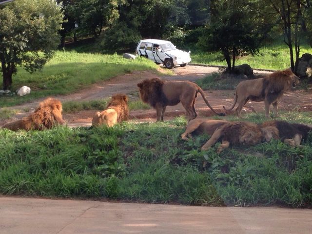 ����ȂɃ��C�I������R�I_�H�g�䎩�R���������T�t�@�������h