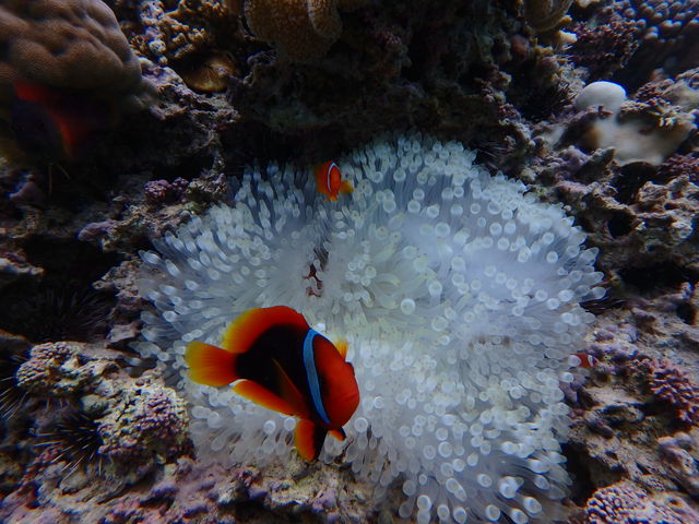 �j���I�I_���ꃊ�]�[�g��y��