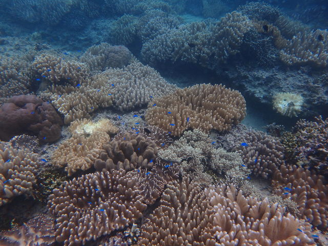 �T���S���L���C�I���̐��������Ă��������܂����B_���ꃊ�]�[�g��y��