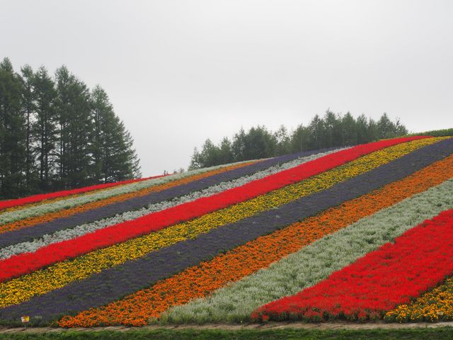 �{�����Y��ł��I_�l�G�ʂ̋u