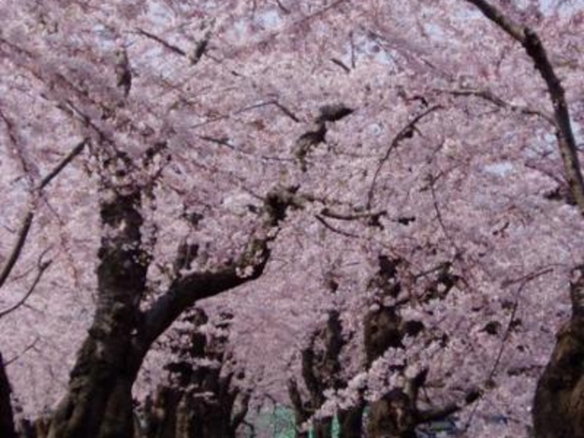 ���Ԍ�_�ܗŊs����