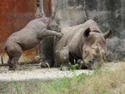 広島市安佐動物公園 アクセス 営業時間 料金情報 じゃらんnet