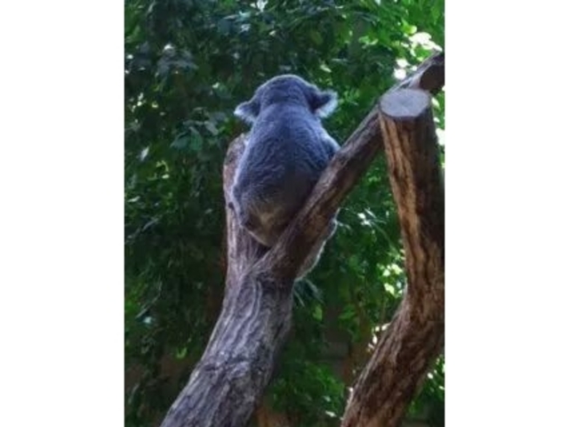 ���R���A����