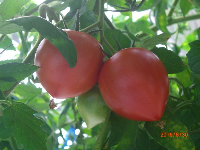 �������肵�����̃g�}�g�ł��B_���̉w �Ƃ����