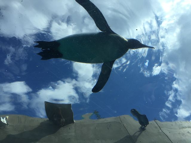 ���ԃy���M���I_���R������