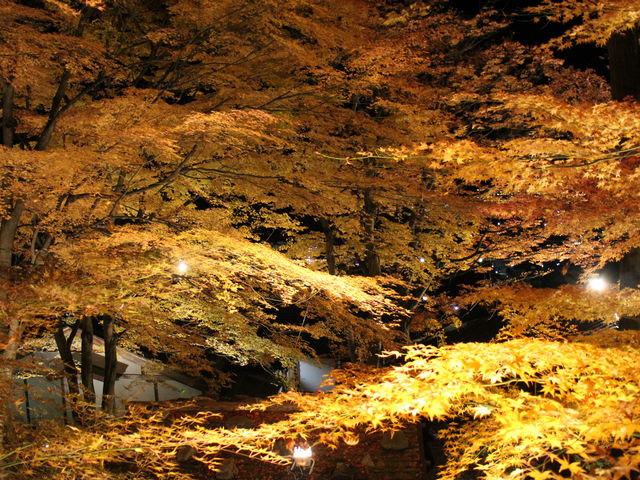 ���R�̃��C�g�A�b�v_�Ή���R ����