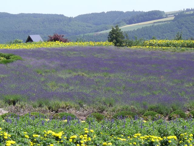 ���x���_�[�̍�_�l�G�ʂ̋u