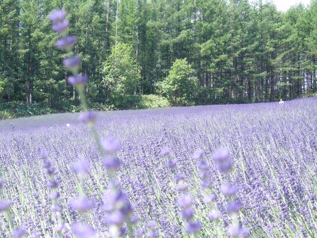 ��ʁA���x���_�[�ɐ��܂�܂��B_���x���_�[��