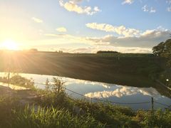 ނ̂Ђ܂̋uւ̓eʐ^1