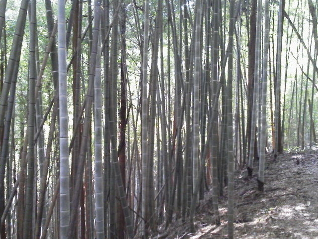 ��������̈����G���V�����̓��e�ʐ^5