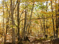 WE[̑PܘY̑ւ̓eʐ^2