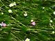 キヨさんの醒井・地蔵川の梅花藻の投稿写真1