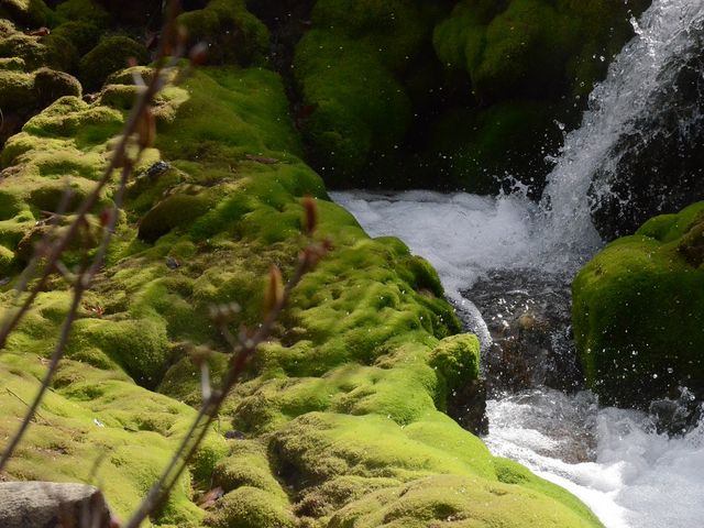 ���̖�����������_�`���c�{�~�S�P����