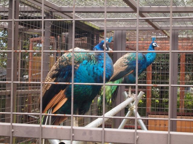 �H���L���Ă��Ȃ��Ă����ꂢ�ȃN�W���N�ł����B�L����̂�4�|6���������ł��B_���͌���