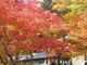 トンちゃんさんの永源寺の紅葉の投稿写真2